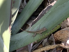 Anolis bonairensis