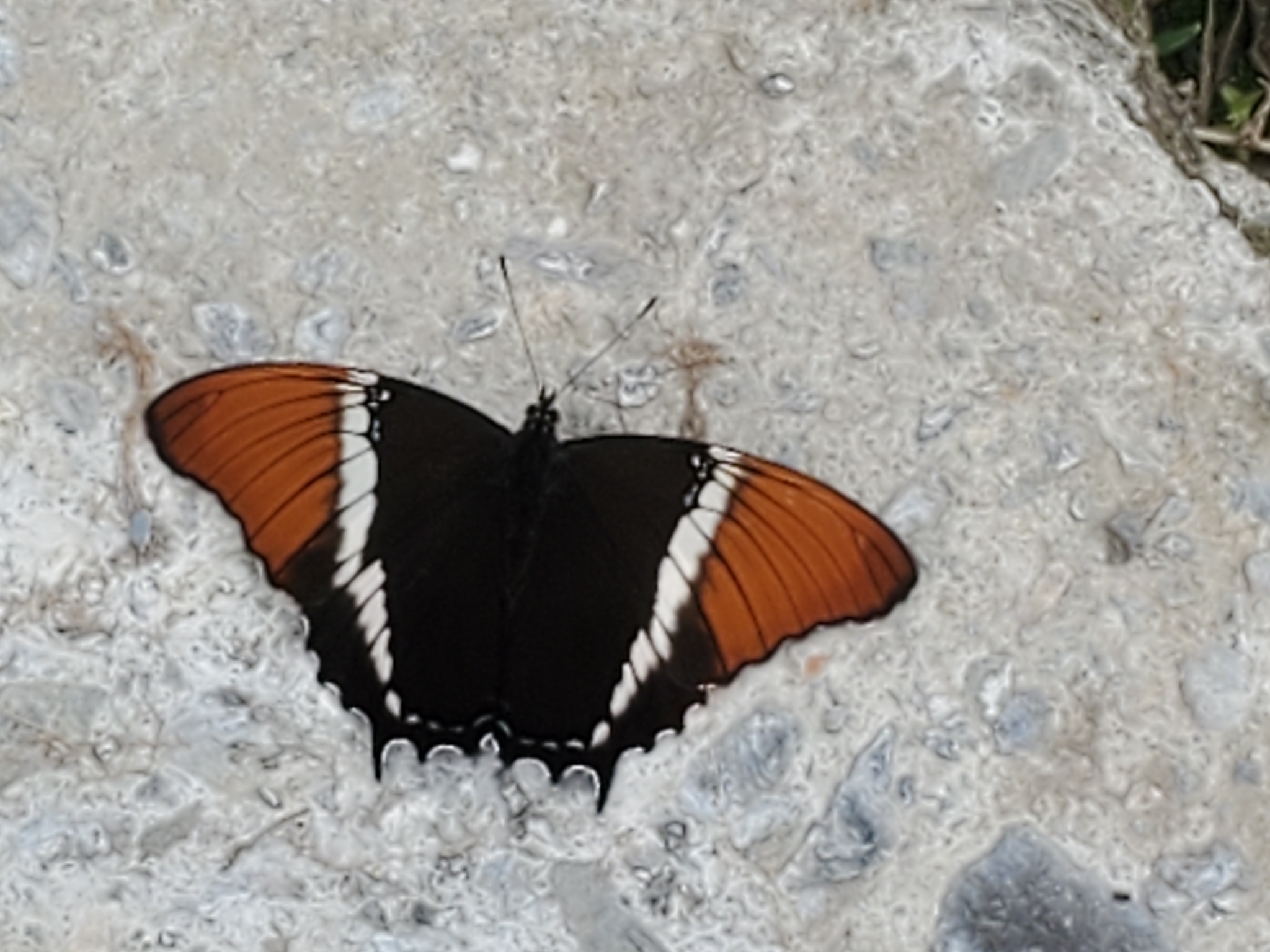 Siproeta epaphus image