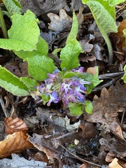 Trachystemon orientalis