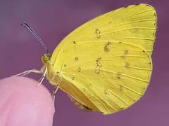 Eurema blanda