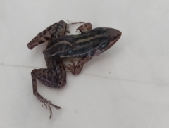 Leptodactylus gracilis