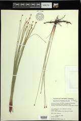 Eleocharis elliptica