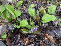 Trachystemon orientalis