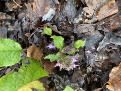 Trachystemon orientalis
