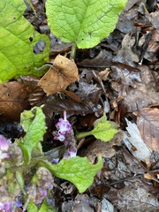 Trachystemon orientalis