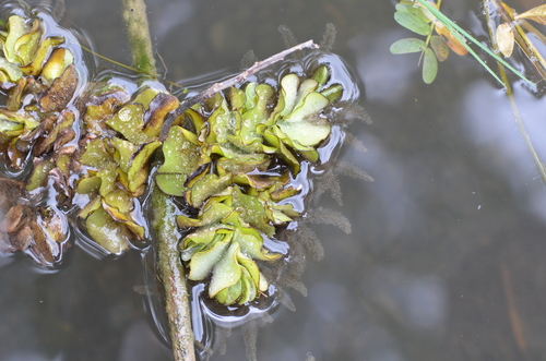 Salvinia image