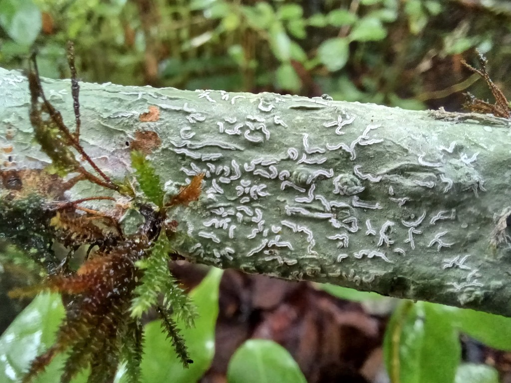 Diorygma poitaei
