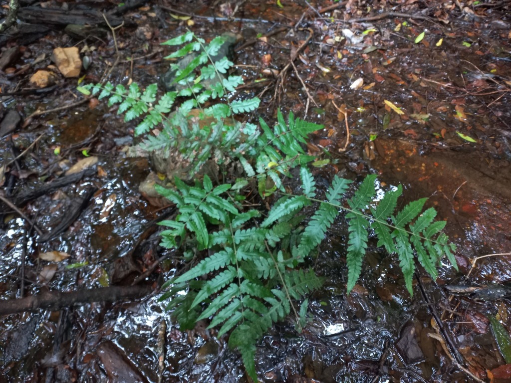 Blotiella crenata