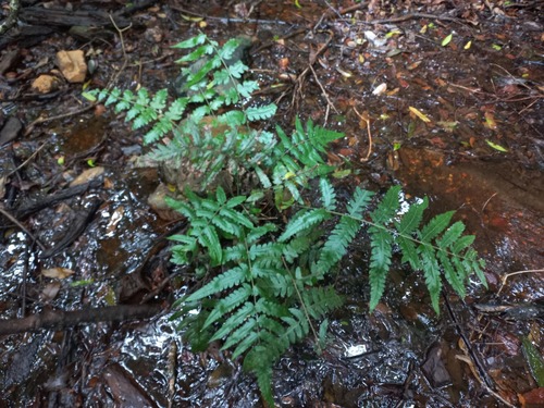 Blotiella crenata image