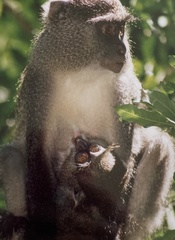 Cercopithecus mitis erythrarchus