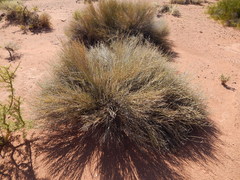 Nardophyllum deserticola