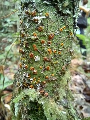 Letrouitia domingensis