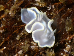 Glossodoris buko