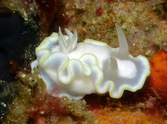 Glossodoris buko