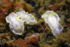Glossodoris buko