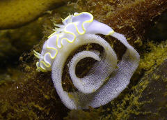 Glossodoris buko
