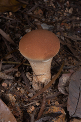 Calvatia boninensis