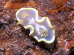 Glossodoris buko