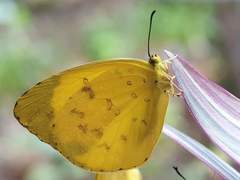 Eurema blanda