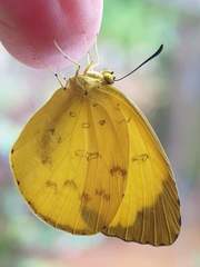 Eurema blanda