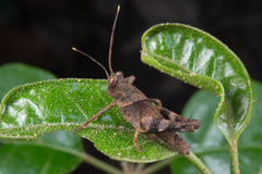 Coptacrinae
