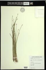 Eleocharis elliptica