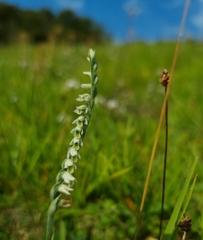 Spiranthes spiralis