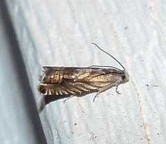 Grapholita eclipsana