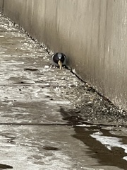 Columba livia domestica