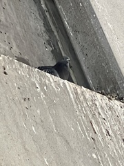 Columba livia domestica