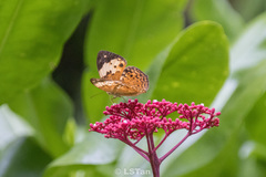 Cupha erymanthis lotis