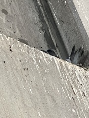 Columba livia domestica