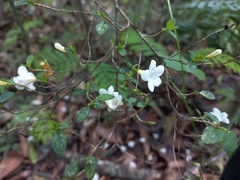 Mostuea brunonis