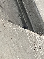 Columba livia domestica