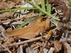 Tomonotus ferruginosus