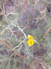 Adesmia confusa