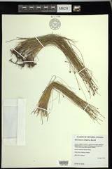 Eleocharis elliptica
