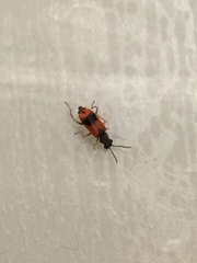 Anthocomus equestris