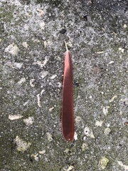 Cardinalis cardinalis