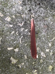 Cardinalis cardinalis