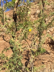 Adesmia confusa