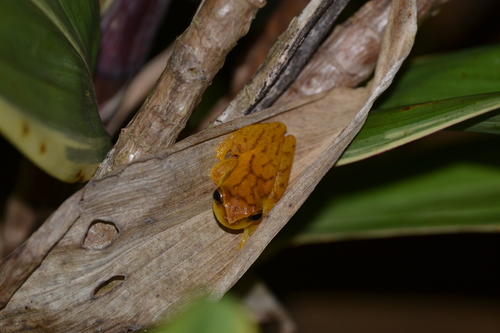 Yellow Treefrog