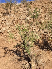 Adesmia confusa