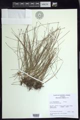 Eleocharis elliptica