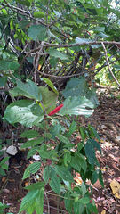 Acalypha hispida