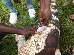 Mecistops leptorhynchus