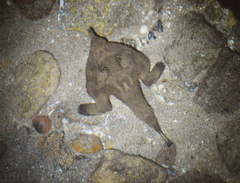 Ogcocephalus