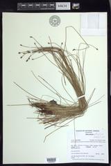 Eleocharis elliptica