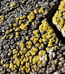 Candelariella