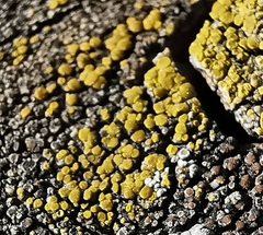 Candelariella
